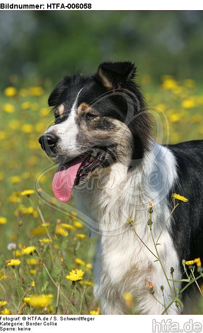 Border Collie / HTFA-006058