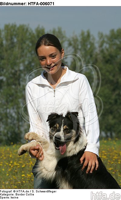 Border Collie / HTFA-006071