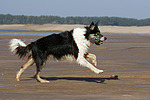 spielender Border Collie / playing Border Collie