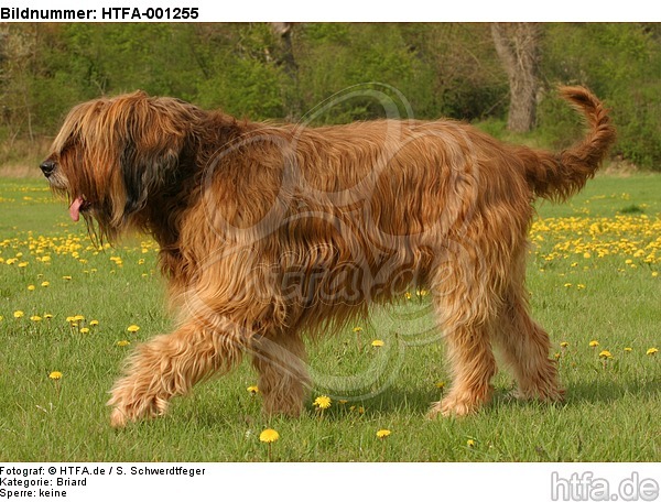 Briard / berger de brie / HTFA-001255