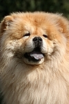 hechelnder Chow Chow / panting Chow Chow Portrait