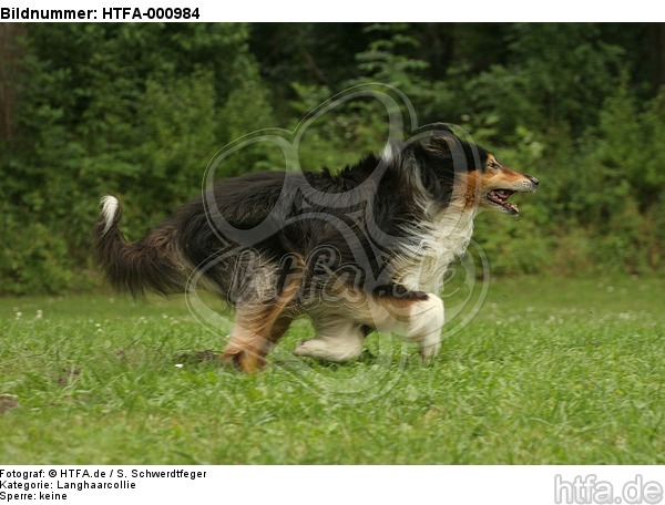 rennender Langhaarcollie / running longhaired collie / HTFA-000984