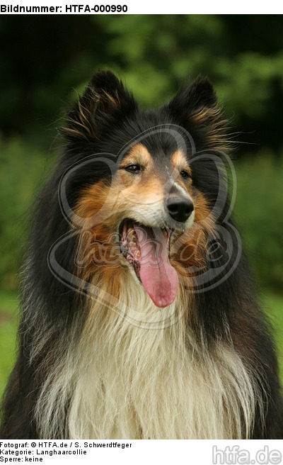 Langhaarcollie Portrait / longhaired collie portrait / HTFA-000990