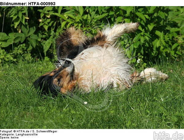 Langhaarcollie wälzt sich / rolling longhaired collie / HTFA-000993