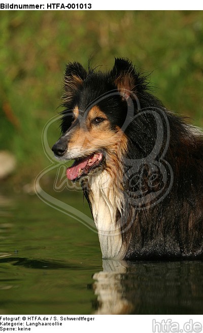 badender Langhaarcollie / bathing longhaired collie / HTFA-001013