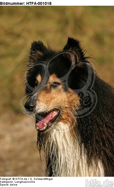 Langhaarcollie Portrait / longhaired collie portrait / HTFA-001018