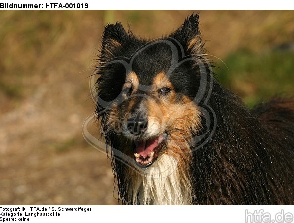 Langhaarcollie Portrait / longhaired collie portrait / HTFA-001019