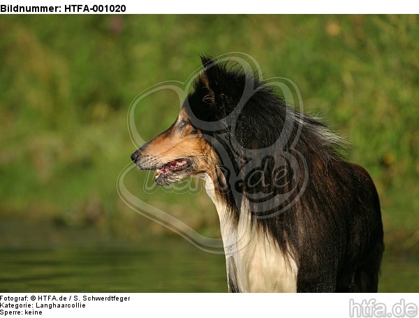 Langhaarcollie Portrait / longhaired collie portrait / HTFA-001020