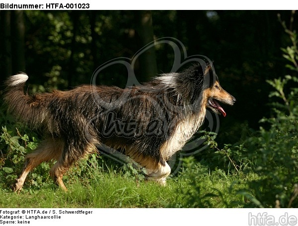 laufender Langhaarcollie / walking longhaired collie / HTFA-001023