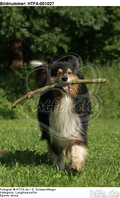 spielender Langhaarcollie / playing longhaired collie / HTFA-001027
