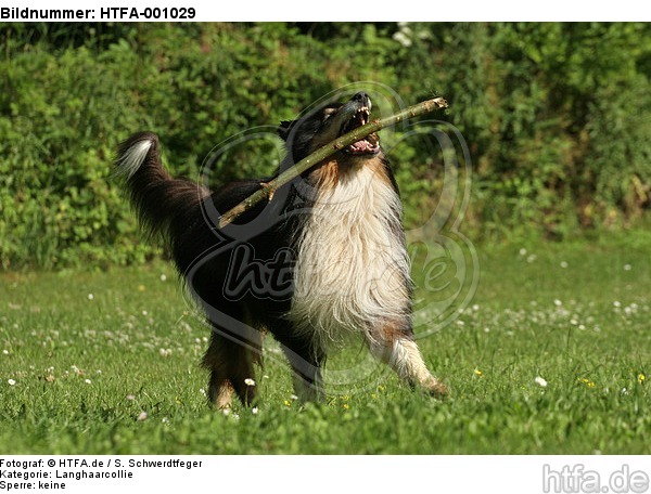 spielender Langhaarcollie / playing longhaired collie / HTFA-001029
