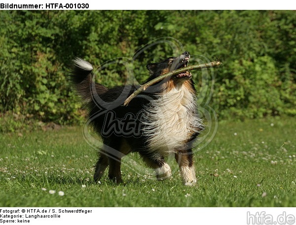 spielender Langhaarcollie / playing longhaired collie / HTFA-001030