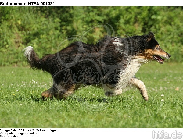 rennender Langhaarcollie / running longhaired collie / HTFA-001031