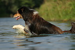 badender Langhaarcollie / bathing longhaired collie