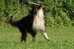 spielender Langhaarcollie / playing longhaired collie