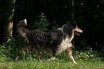 laufender Langhaarcollie / walking longhaired collie