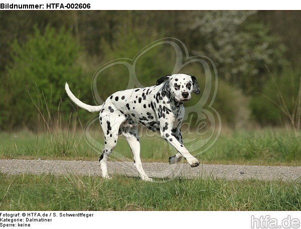 Dalmatiner / dalmatian / HTFA-002606