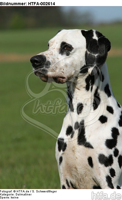 Dalmatiner / dalmatian / HTFA-002614