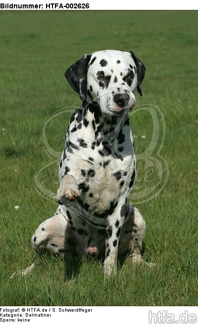 Dalmatiner / dalmatian / HTFA-002626