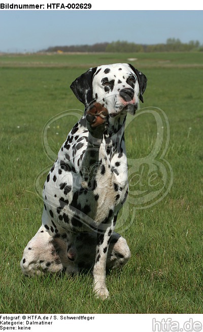 Dalmatiner / dalmatian / HTFA-002629