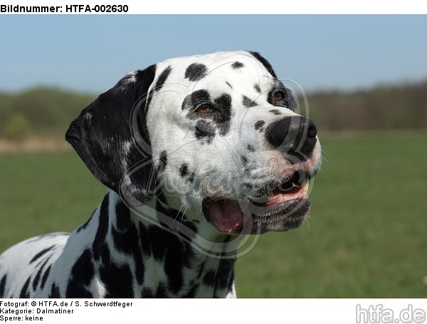 Dalmatiner / dalmatian / HTFA-002630