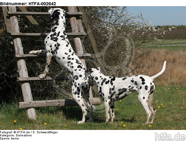 Dalmatiner / dalmatian / HTFA-002642