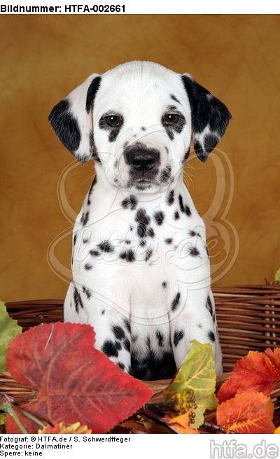 Dalmatiner Welpe / dalmatian puppy / HTFA-002661