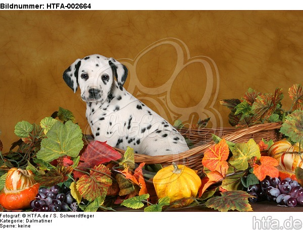 Dalmatiner Welpe / dalmatian puppy / HTFA-002664