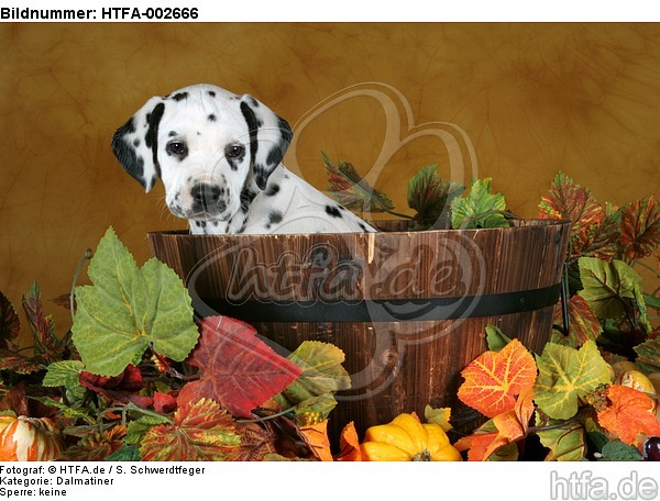 Dalmatiner Welpe / dalmatian puppy / HTFA-002666