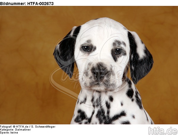 Dalmatiner Welpe / dalmatian puppy / HTFA-002673