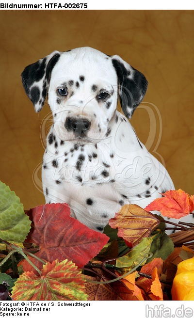 Dalmatiner Welpe / dalmatian puppy / HTFA-002675