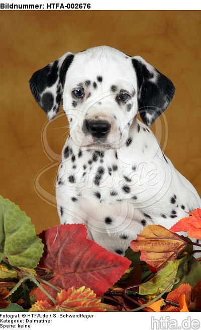 Dalmatiner Welpe / dalmatian puppy / HTFA-002676