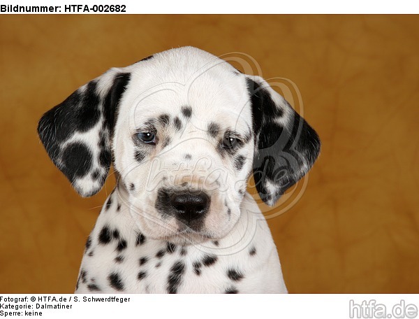 Dalmatiner Welpe / dalmatian puppy / HTFA-002682