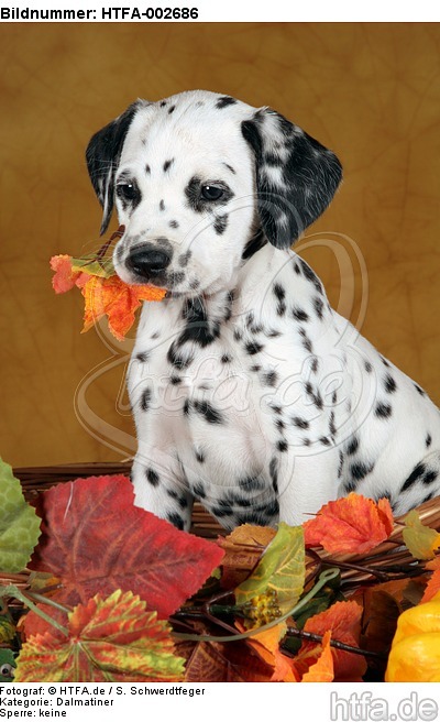 Dalmatiner Welpe / dalmatian puppy / HTFA-002686