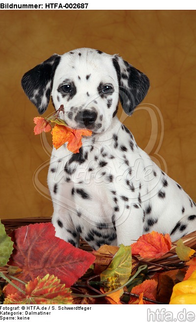 Dalmatiner Welpe / dalmatian puppy / HTFA-002687