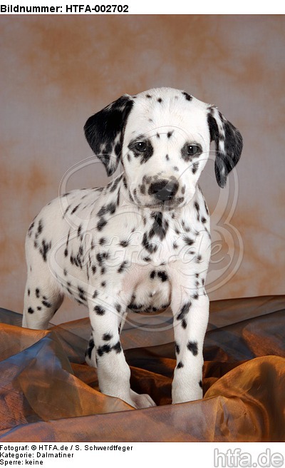 Dalmatiner Welpe / dalmatian puppy / HTFA-002702
