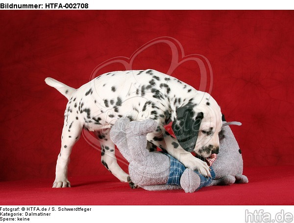 Dalmatiner Welpe / dalmatian puppy / HTFA-002708