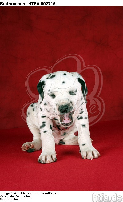 Dalmatiner Welpe / dalmatian puppy / HTFA-002715