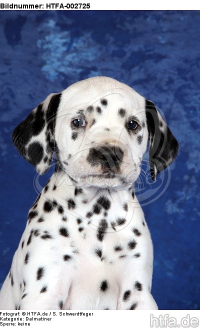 Dalmatiner Welpe / dalmatian puppy / HTFA-002725