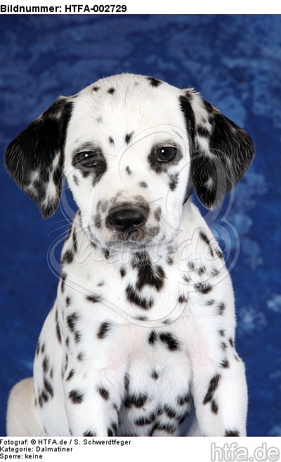 Dalmatiner Welpe / dalmatian puppy / HTFA-002729