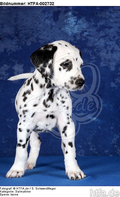 Dalmatiner Welpe / dalmatian puppy / HTFA-002732