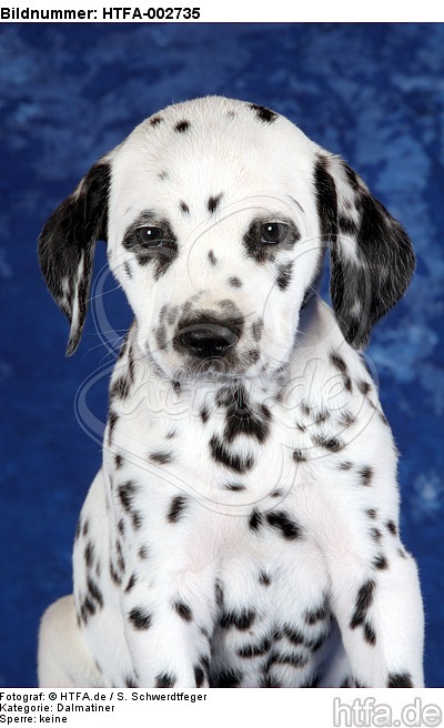 Dalmatiner Welpe / dalmatian puppy / HTFA-002735