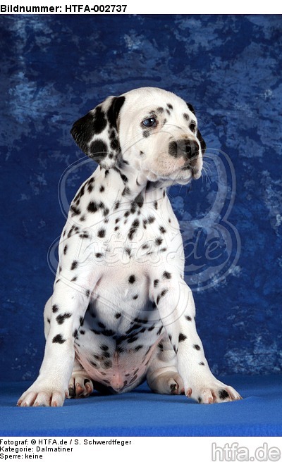 Dalmatiner Welpe / dalmatian puppy / HTFA-002737