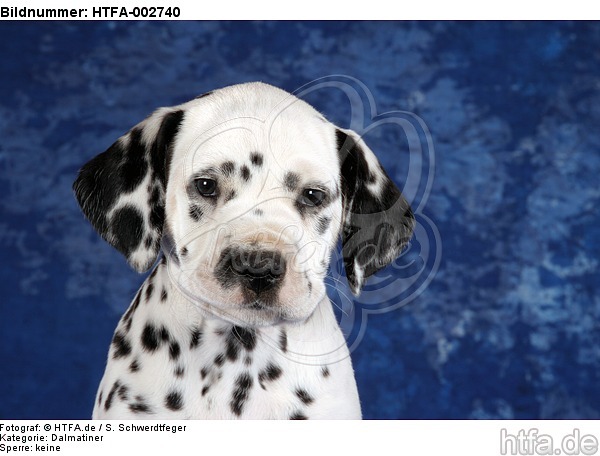 Dalmatiner Welpe / dalmatian puppy / HTFA-002740