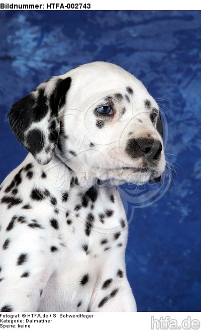 Dalmatiner Welpe / dalmatian puppy / HTFA-002743