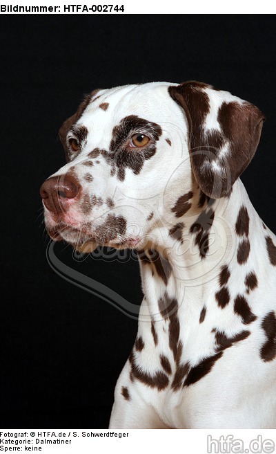 Dalmatiner / dalmatian / HTFA-002744