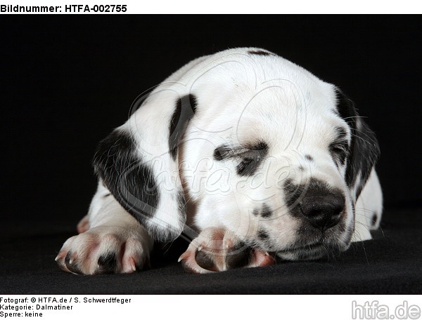 Dalmatiner Welpe / dalmatian puppy / HTFA-002755