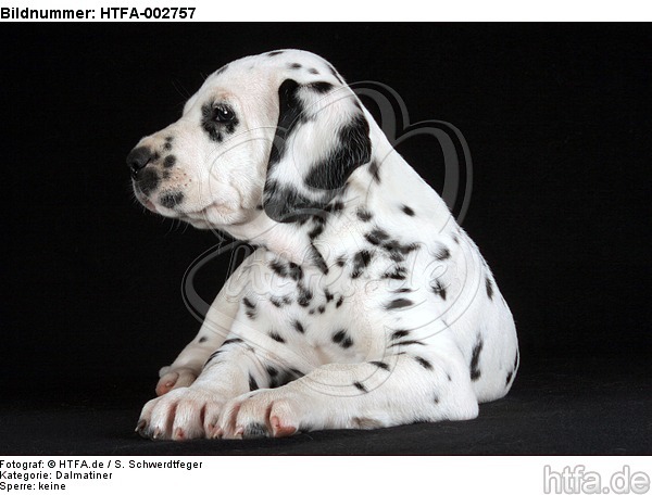 Dalmatiner Welpe / dalmatian puppy / HTFA-002757