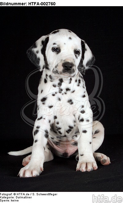Dalmatiner Welpe / dalmatian puppy / HTFA-002760