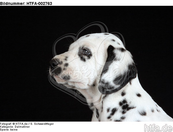Dalmatiner Welpe / dalmatian puppy / HTFA-002763